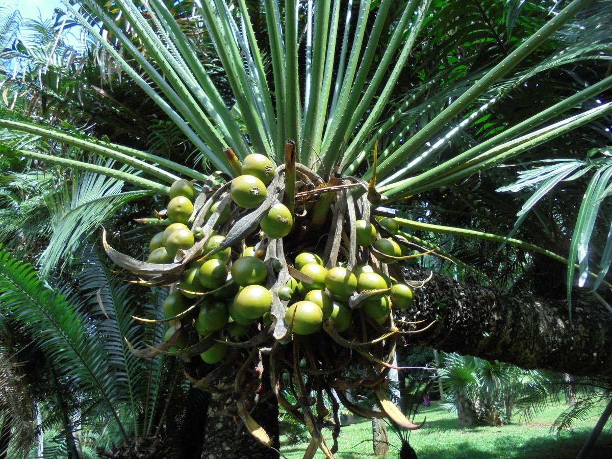 Cycas zeylanica (J.Schust.) A.Lindstr. & K.D.Hill